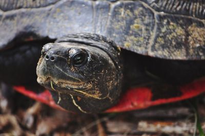 Close-up of a turtle