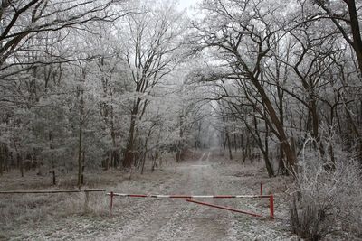 Footpath amidst trees in forest during winter