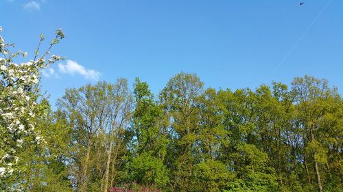 Low angle view of trees against blue sky