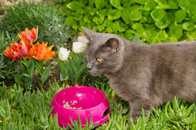 Portrait of grey cat eating from a pink bowl