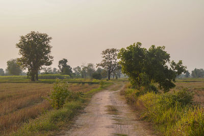 Dirt road amidst trees on field against sky