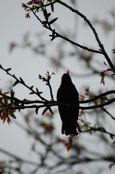 Low angle view of bird perching on branch