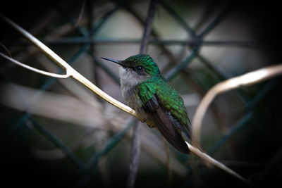 Close-up of bird perching on branch