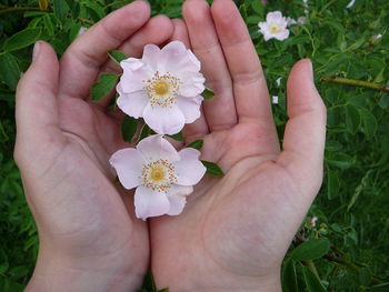 Close-up of hand holding flowers