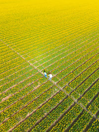 High angle view of man walking on agricultural field