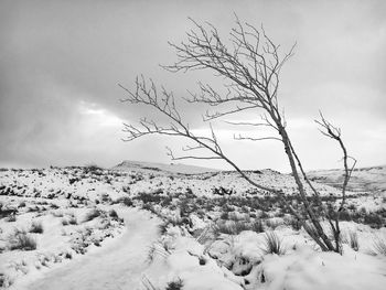Bare tree on snow covered land against sky