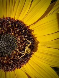 Close-up of sunflower