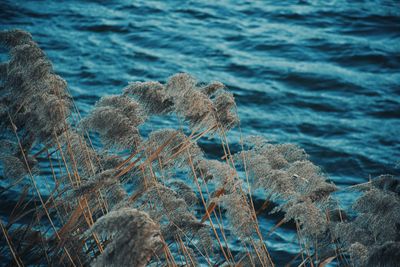 Close-up of grass by sea