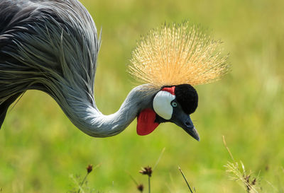 Close-up of a bird