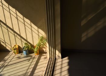 Potted plant by window in building