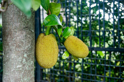 Close-up of fruits growing on plant