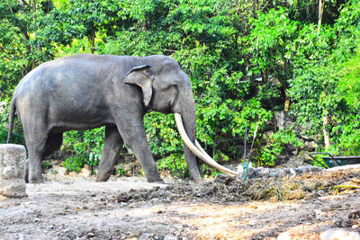 Elephant in a forest