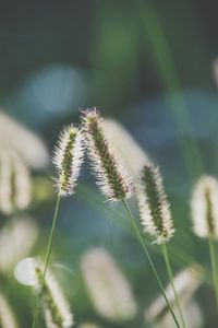 Close-up of plant