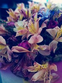 Close-up of flowers