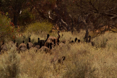 Close-up of emus on grass field