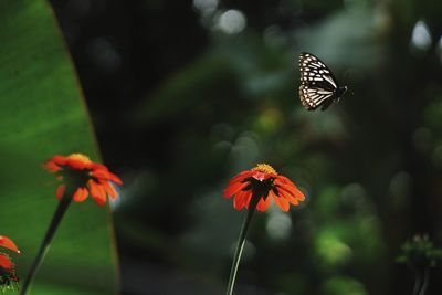 Close-up of butterfly on flower