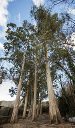 Low angle view of tree trunk