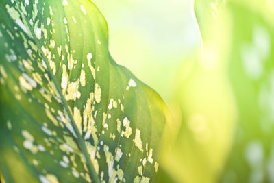 Close-up of green leaves