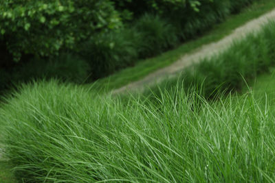 Close-up of grass on field