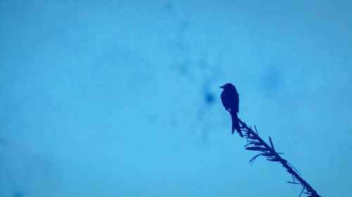 Low angle view of birds perched on blue sky