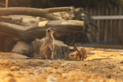 Meerkat sitting on a land