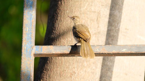 Close-up of bird perching on a fence