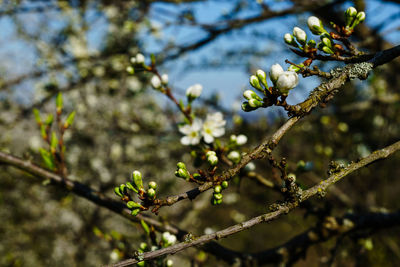 Close-up of cherry blossom on branch