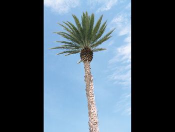 Low angle view of palm tree against sky