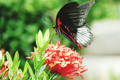 Close-up of butterfly pollinating on red flower