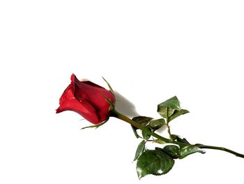 Close-up of red rose against white background