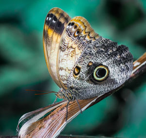 Close-up of butterfly