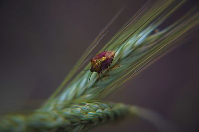 Close-up of insect on plant