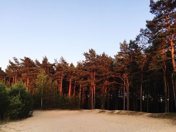 Trees on landscape against clear sky