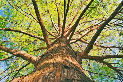 Low angle view of tree