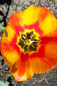 Close-up of orange flower