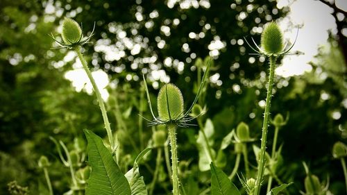 Close-up of flowering plant on field