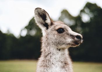 Close-up of kangaroo looking away