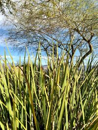 Close-up of fresh green field against sky