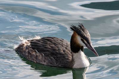 Close-up of duck swimming in lake