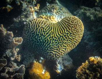 Close-up of coral in sea