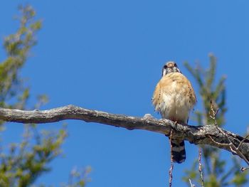 Low angle view of bird perching on branch against blue sky