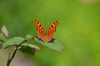 Close-up of butterfly on leaf
