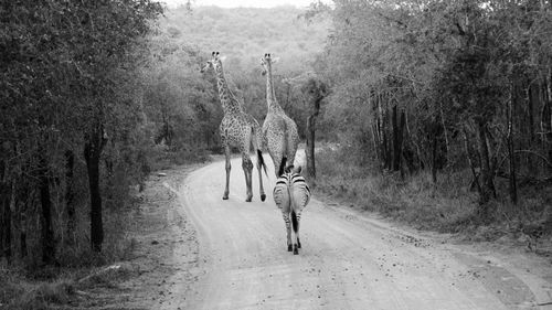 Rear view of zebra and giraffes walking on dirt road in zoo