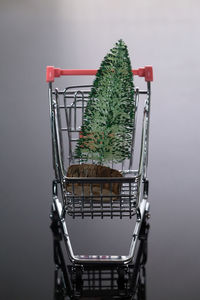 Close-up of potted plant on metal