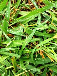 Full frame shot of plants growing on field