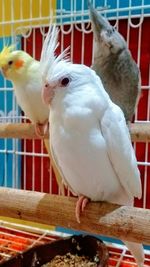 Close-up of parrot in cage