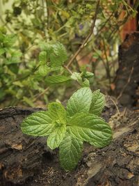 High angle view of small plant growing on field