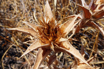 Close-up of dry flower on field