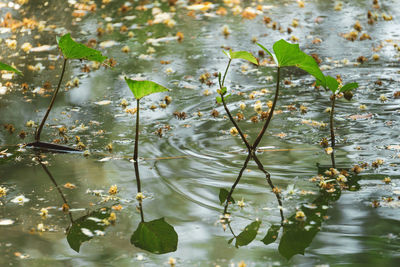 High angle view of leaves floating on lake
