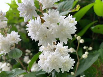 Close-up of white flowering plant